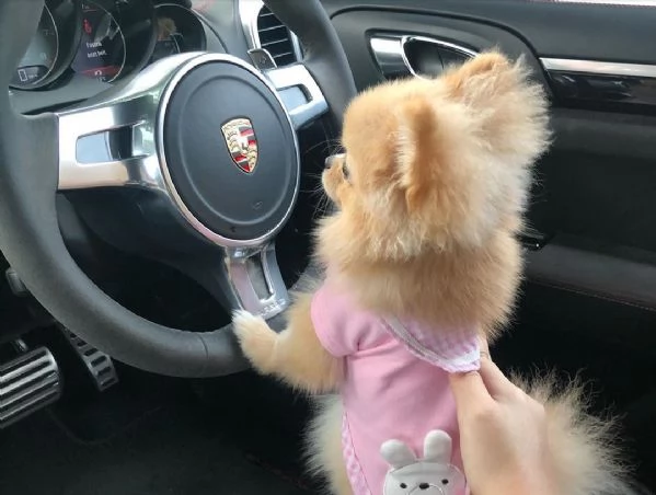 femmina di pomerania castana allegra e felice dai capelli lunghi in cerca di una nuova casa | Foto 0