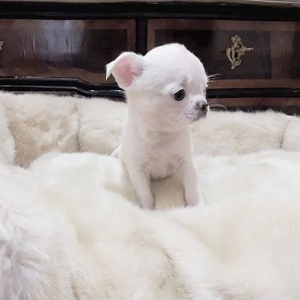 Regalo  maschio e Femmina chihauhau  disponibili