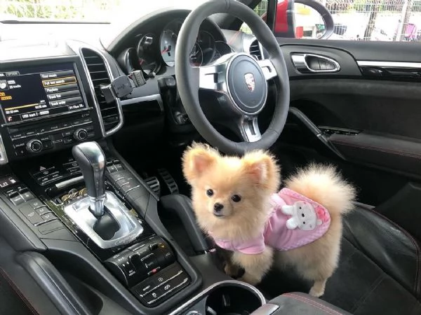 femmina di pomerania castana allegra e felice dai capelli lunghi in cerca di una nuova casa