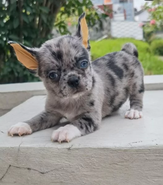 Regalo  maschio e Femmina chihauhau  disponibili | Foto 0