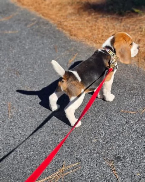 REGALO BEAGLE MASCHIO E FEMMINA 