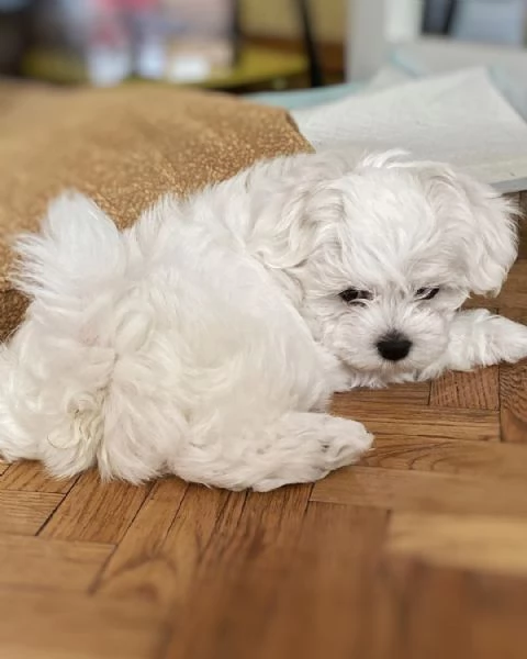 REGALO MALTESE MINI TOY MASCHIO E FEMMINA | Foto 0