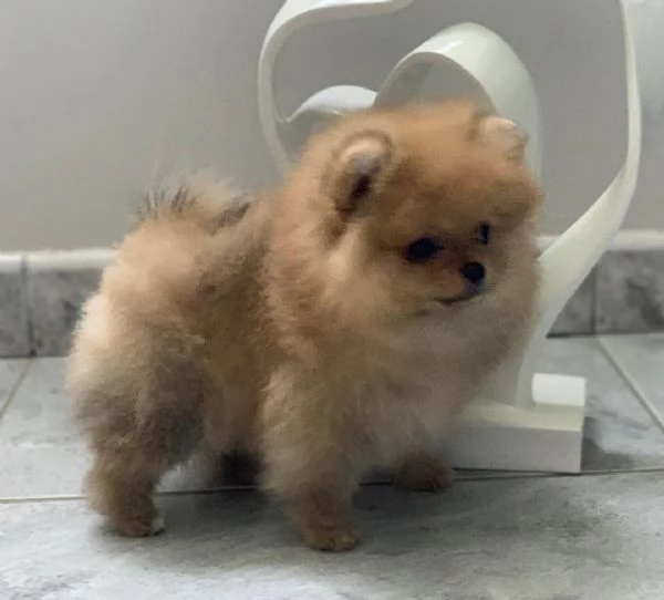 2 VALPINO Pomeranian mini 