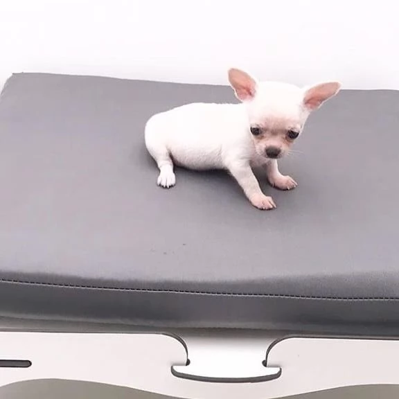 CHIHAUHAU MINI BIANCA FEMMINA E MASCHIO | Foto 0