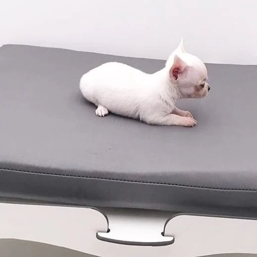 CHIHAUHAU MINI BIANCA FEMMINA E MASCHIO