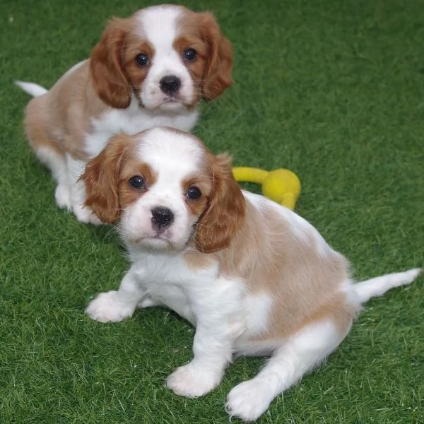 nero e colorato Cavalier King Charles maschio e femmina 