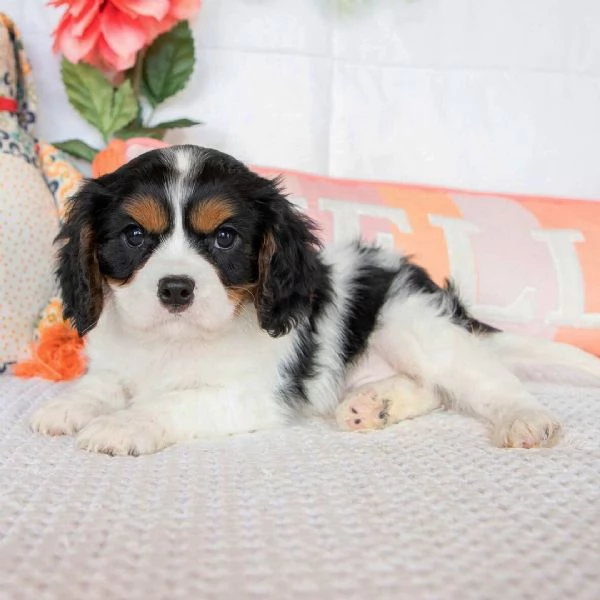 nero e colorato Cavalier King Charles maschio e femmina  | Foto 0