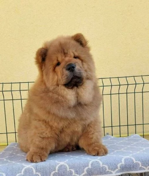 Disponibili Chow chow di razza pura maschio e femmina | Foto 0