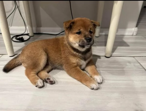 Regalo cucciolo Shiba Inu  | Foto 0