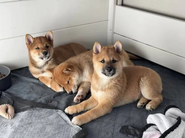 Regalo cucciolo Shiba Inu 