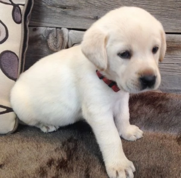 Regalo Labrador femminile e maschio  | Foto 0