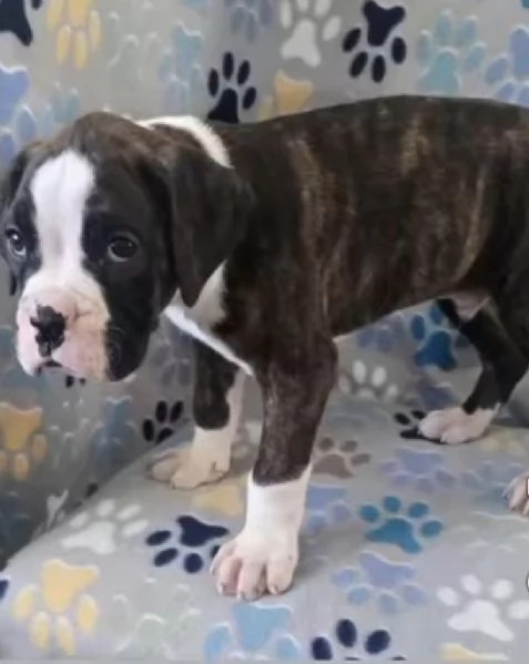 REGALO CUCCIOLI BOXER  FEMMINA E MASCHIO | Foto 0