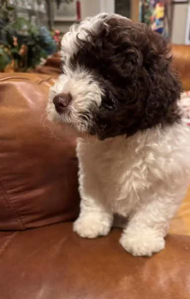 Cucciolo Romagnolo maschio e femmin