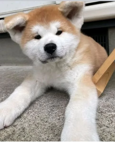 Regalo cucciolo Akita INU Maschio e femmina | Foto 0