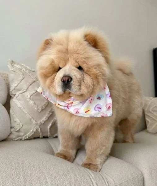 REGALO CHOW CHOW MASCHIO E FEMMINA | Foto 0