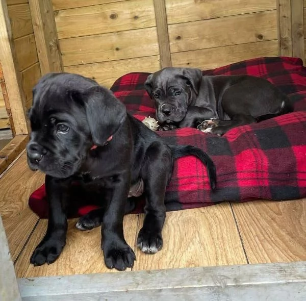 REGALO Cane Corso maschio e femmina | Foto 0