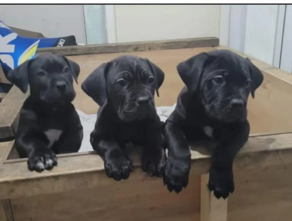 REGALO Cane Corso maschio e femmina