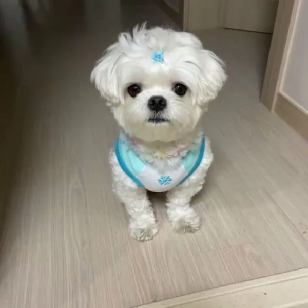 Dolce cucciolo maltese paradiso in terra 