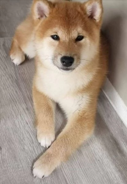  AKITA INU  | Foto 0