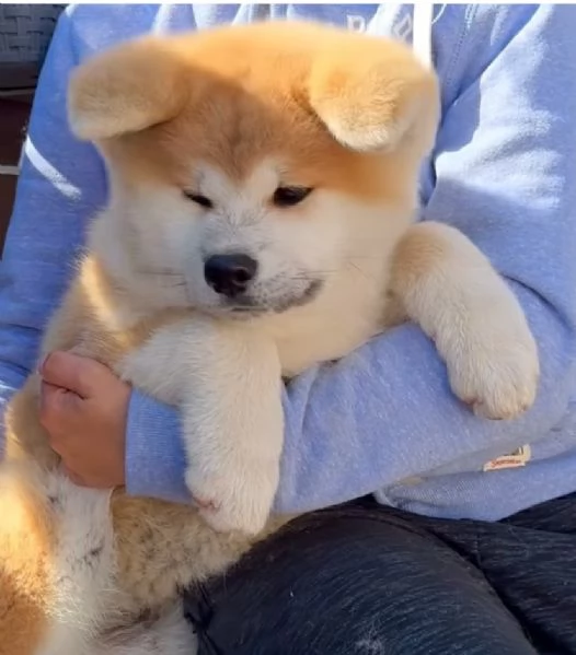  AKITA INU 