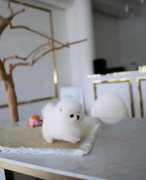 REGALO Volpino Pomeranian 