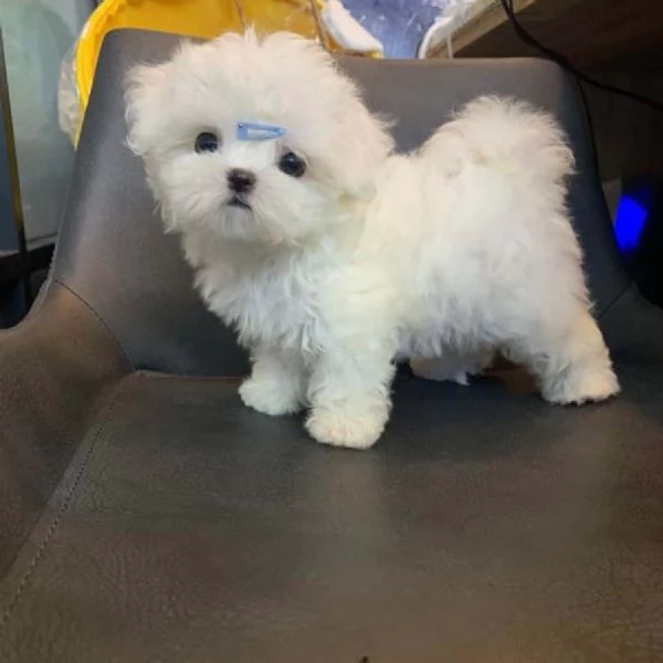 Ho cuccioli di maltese maschi e femmine disponibili per la vendita Contattateci per maggiori inform | Foto 1