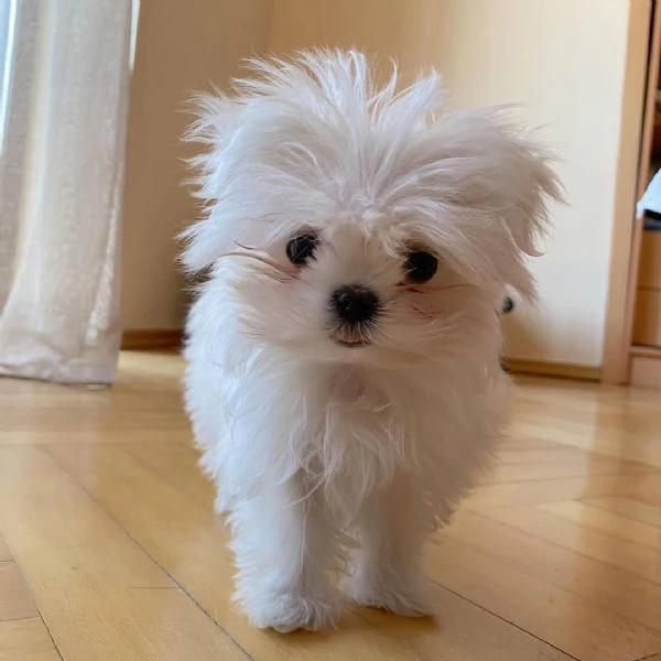 Ho cuccioli di maltese maschi e femmine disponibili per la vendita Contattateci per maggiori inform | Foto 0