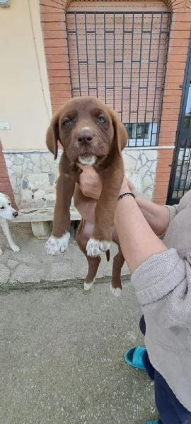 Regalo cucciole