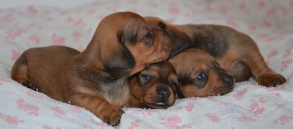 Cuccioli di bassotto tedesco  | Foto 3