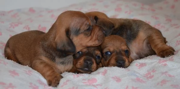 Cuccioli di bassotto tedesco  | Foto 2