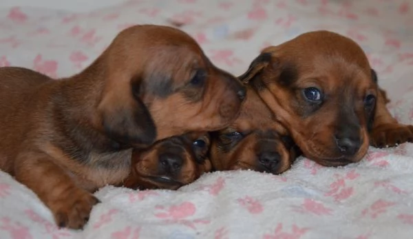 Cuccioli di bassotto tedesco  | Foto 1