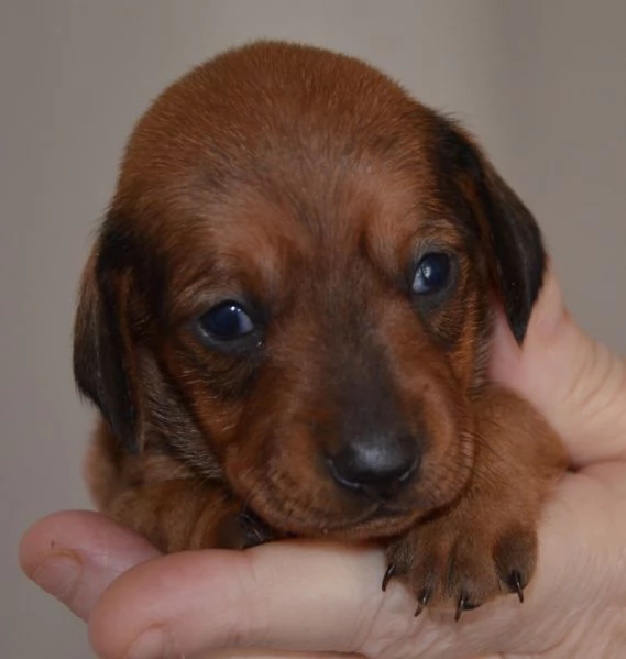 Cuccioli di bassotto tedesco 