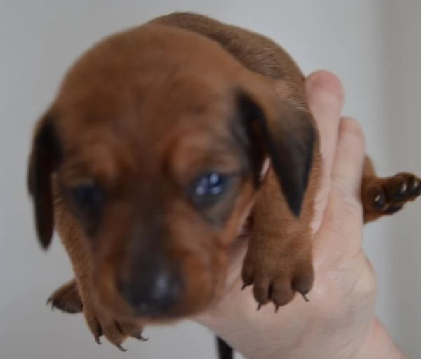 Cuccioli di bassotto tedesco  | Foto 0