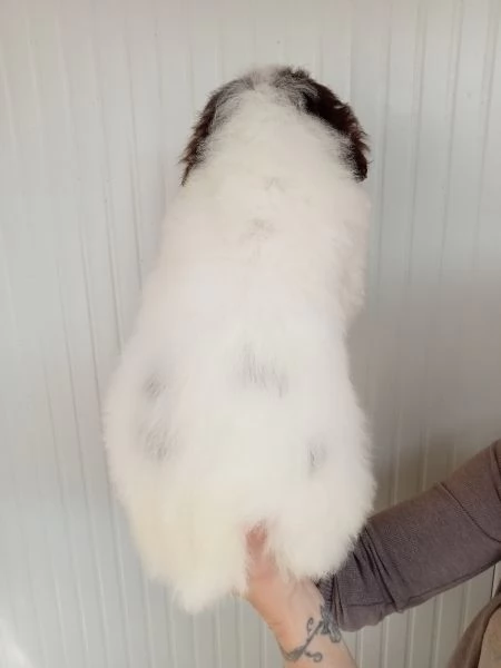 Cucciolo Lagotto Romagnolo 