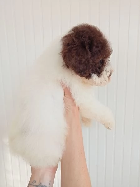 Cucciolo Lagotto Romagnolo  | Foto 2