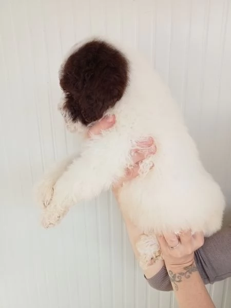 Cucciolo Lagotto Romagnolo  | Foto 1
