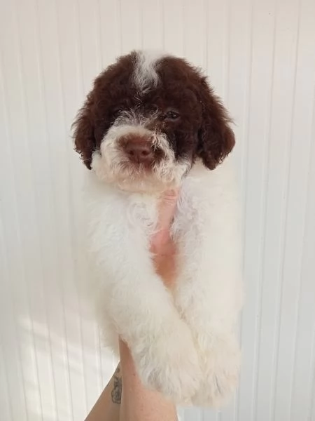 Cucciolo Lagotto Romagnolo  | Foto 0