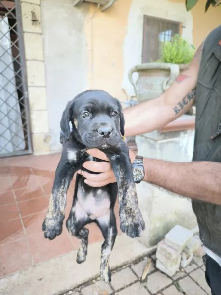 Cuccioli di cane corso italiano  | Foto 1