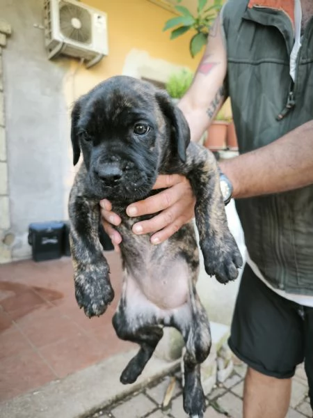 Cuccioli di cane corso italiano  | Foto 0