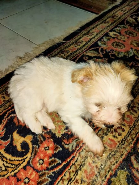 Cuccioli di cane Toy  | Foto 0