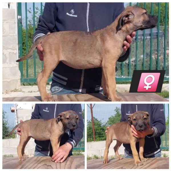 Cane Corso 