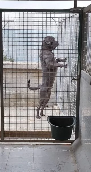 Cane corso 