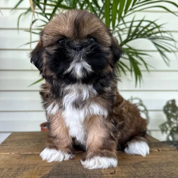 Cuccioli di ShihTzu