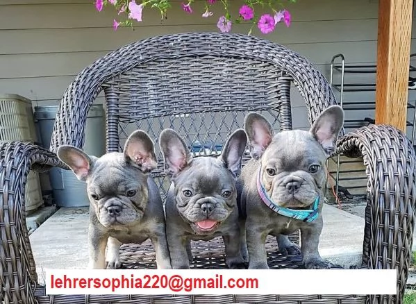 Bulldog francese