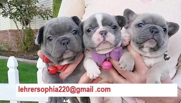 Bulldog francese