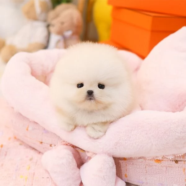 Bella tazza da t Pomerania Cuccioli disponibili