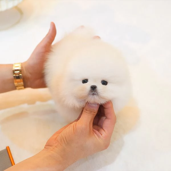 Bella tazza da t Pomerania Cuccioli disponibili | Foto 0