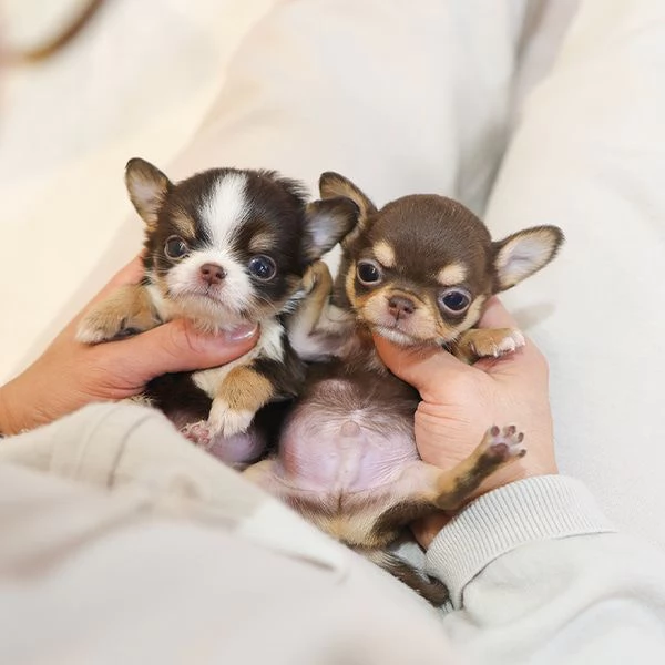 Bella tazza da t Chihuahua Cuccioli disponibili