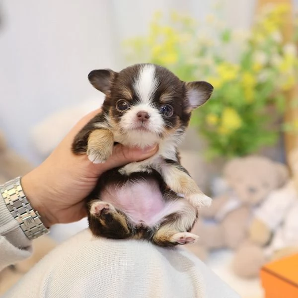 Bella tazza da t Chihuahua Cuccioli disponibili | Foto 1