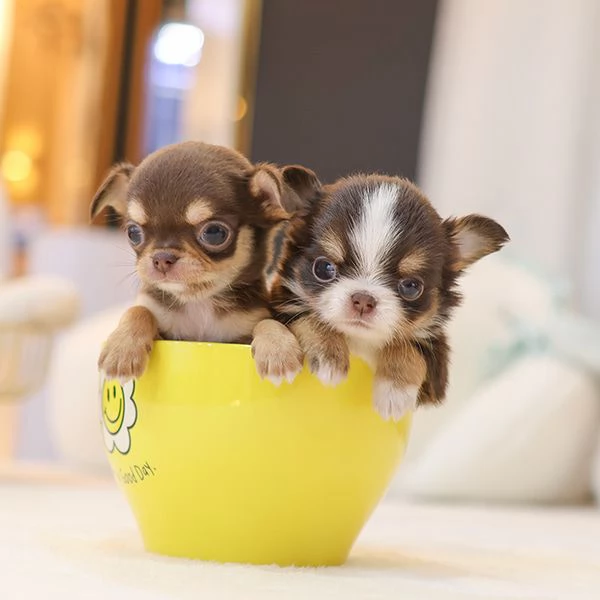Bella tazza da t Chihuahua Cuccioli disponibili | Foto 0